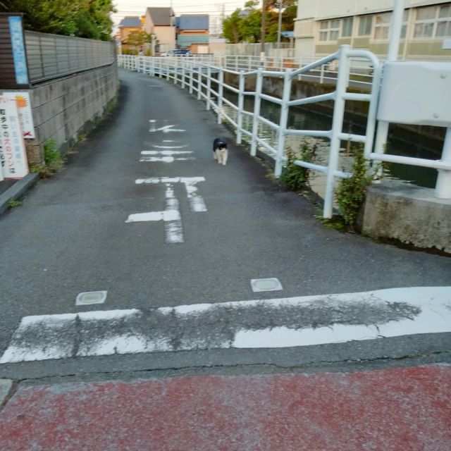 たまの伝説 何も入れないシリーズ | たまの伝説｜余計な添加物を用いないウエットタイプの国産キャットフード